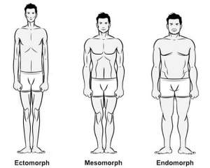 Body-Types-Ectomorph-Mesomorph-And-Endomorph-photo